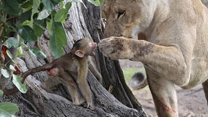 صراع البقاء بالصور: لبؤة تحتضن قردا بحنان بعد ان افترست أمه!