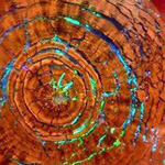 ��� ����� ���� �� ������� ������ �� �...