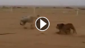 بالفيديو.. شباب يطلقون اسداً ليفترس حمارا من أجل المتعة