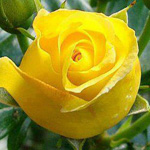 اقوال وطرائف رقم 1