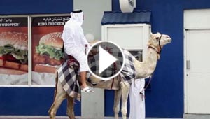 فيديو.. شاب قطري يمتطي جملا الى مطعم ويطلب وجبة برغر!