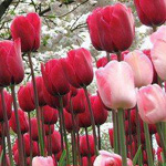 صورة 4 اقوال وطرائف