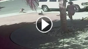 قطة انقذت طفلا من انياب كلب تحظى بنجومية واسعة!