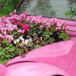صورة 4 اقوال وطرائف