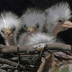 اقوال وطرائف رقم 1