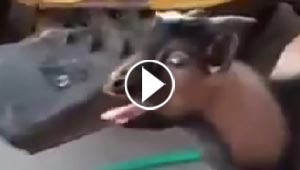 شاهد بالفيديو.. تيس (ذكي) يتحدث بلغة الدجاج