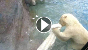  فيديو: طاووس منكود الحظ يقع بين فكي دب شره