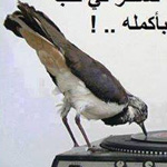 اقوال وطرائف رقم 1