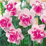 صورة 4 اقوال وطرائف