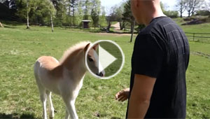 بالفيديو.. رجل يتمتع بقدرة غريبة على التحدث مع الخيل