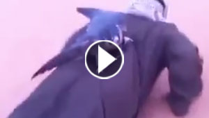 بالفيديو.. شاهد ما فعله طائر الحر خلال تدريب صاحبه له