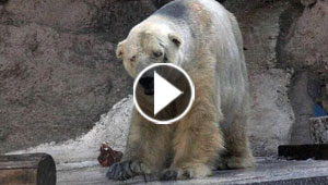 اتعس حيوان في العالم دب قطبي فقد صديقه في حديقة بالأرجنتين