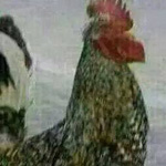 صورة 4 اقوال وطرائف