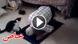 فيديو طريف مضحك: قط مشاغب يشاكس صاحبه اثناء أداء الصلاة