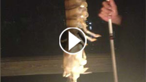 اصطادا غمبري طوله نصف متر واعتقدا انه مخلوق فضائي!