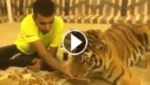 بالفيديو.. شاب سعودي يطعم نمرا من منسف الأرز باللبن