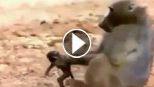 بالفيديو.. معركة بين قردة وتمساحين لتخليص قرد صغير من فكيهما