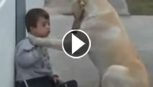 بالفيديو.. كلب يفيض عاطفة ومحبة على طفل معاق يبكي الملايين