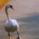 اقوال وطرائف صورة 2