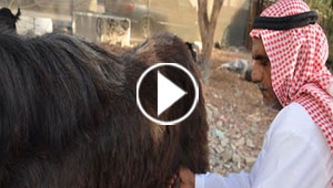 تيس اماراتي يحطم مثلا عربيا اصيلا.. ويدر الحليب بغزارة.. شاهده 