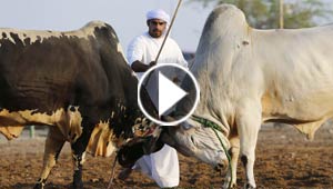 صور وفيديو: مصارعة الثيران قرب دبي تجذب المئات وقرون الثور الحادة تؤدي لاصابات