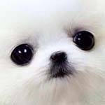 صورة 4 اقوال وطرائف