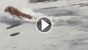 بالفيديو.. ملك الغابة يفر من تمساح مفاجئ