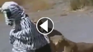 فنون ام جنون؟! اسدان يهاجمان رجلين تنكرا بزي حمار الوحش. شاهد