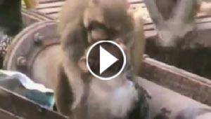بالفيديو.. قرد ينقذ صديقه الذي اصيب بصعقة كهربائية