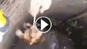 بالفيديو.. شاهد محاولات انقاذ كلب سقط في بئر عميقة