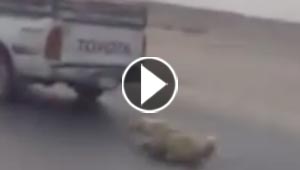 بالفيديو.. سعودي يعذب كلبا بجره خلف السيارة على طريق صحراوي