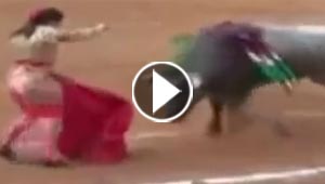 بالفيديو.. ثور هائج يؤذي مصارعة ويتجاوز سور الحلبة الى الشارع