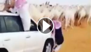 بالفيديو.. سيارة بث تصدم رجلا وتواصل تصوير حفل الإبل
