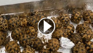 احتجاز 170 سلحفاة في في مطار شارل ديغول الفرنسي..