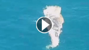 القصة الكاملة لظهور ديناصور البحر في خليج العرب