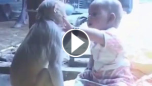 بالفيديو.. صداقة غريبة وحميمة بين قردة وطفلة رضيعة