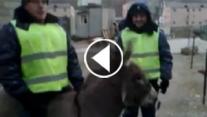 فيديو طريف.. حمار ينطلق الى المجهول وسط ضحكات رجال الشرطة