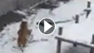 بالفيديو.. النمرة تانيا تتسلى بصناعة كرات الثلج الضخمة
