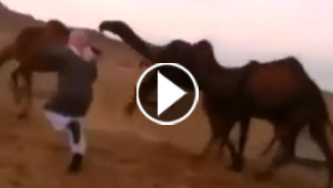 بالفيديو.. سعودي يرقص مع الجمال يحظى بآلاف المشاهدات