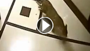 بالفيديو.. نمر يقتحم مبنى سكنيا ويقتنص كلبا