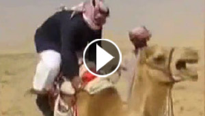 بالفيديو.. سعودي يحاول ركوب الجمل ويضحك الملايين!