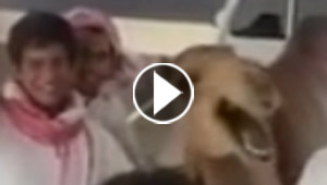 بالفيديو.. جمل يضحك بصورة غريبة