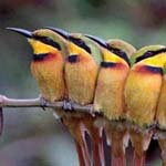 اقوال وطرائف الصورة الثالثة