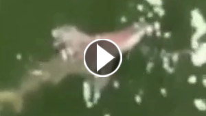 بالفيديو.. صياد يدخل البحر ليعارك سمكة قرش والشرطة تحذره