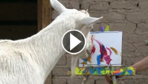 بالفيديو.. ماعز مدرّب على الرسم يبيع لوحاته بآلاف الدولارات