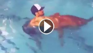 بالفيديو.. شاب سعودي يسبح مع لبؤة في حوض السباحة بمنزله