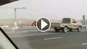 شاهد مطاردة مثيرة بين جمل هائج وصاحبه على طريق سريع.. فيديو