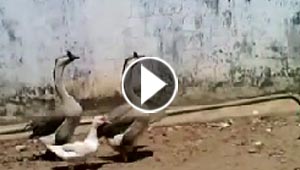 الاوز يقوم بحراسة سجن في البرازيل ويحافظ على امنه واستقراره