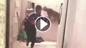 فيديو مرعب.. نمر يدخل بيتا بدون استئذان ويلاحق صاحبه