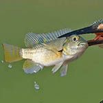 اقوال وطرائف رقم 1